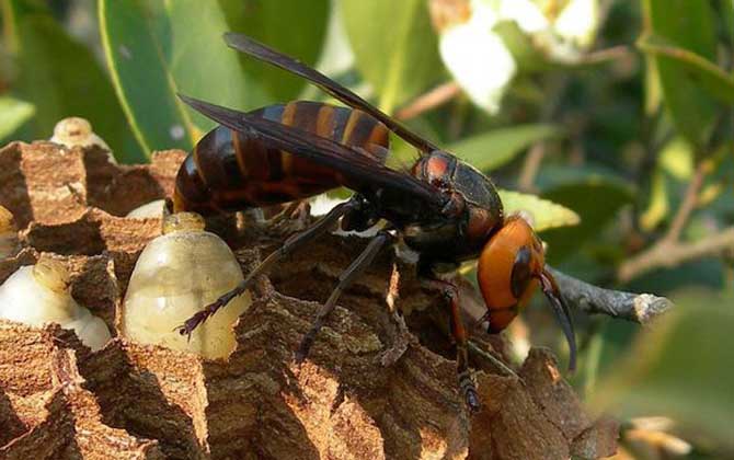 中國大虎頭蜂雄蜂和雌蜂的區別（中國大虎頭蜂怎么分公母）