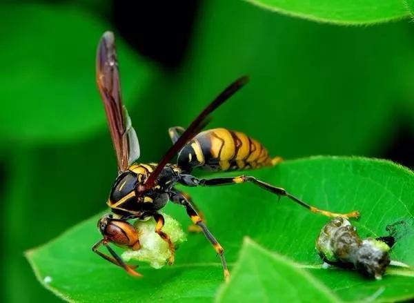 馬蜂有蜂王嗎（馬蜂王和馬蜂的區別）