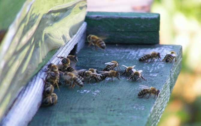 蜜蜂幾月幾號喂越冬糖（蜜蜂冬天什么時候喂糖）