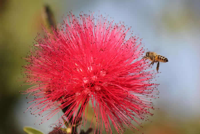 【蜜蜂知識】中蜂什么時候開始春繁？