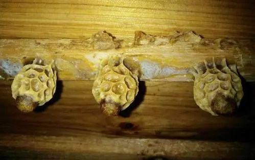 王臺(tái)基里面的幼蟲(chóng)是工蜂喂食嗎（工蜂產(chǎn)的王臺(tái)有用嗎）