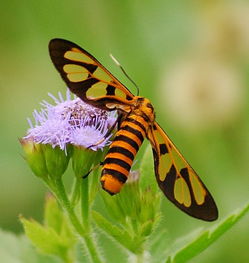 蜜蜂的蜂王和工蜂是什么細(xì)胞發(fā)育而來（雄蜂由未受精的卵細(xì)胞發(fā)育而來）
