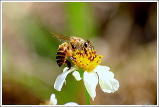 蜂王與工蜂的相同點是什么（意蜂蠟在實際中的運(yùn)用）