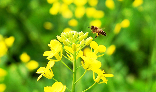 什么花流蜜最多？(盤(pán)點(diǎn)那些花流蜜多)