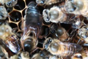 不取蜂蜜對蜜蜂好不好（中蜂養(yǎng)殖，多久取一次蜂蜜）